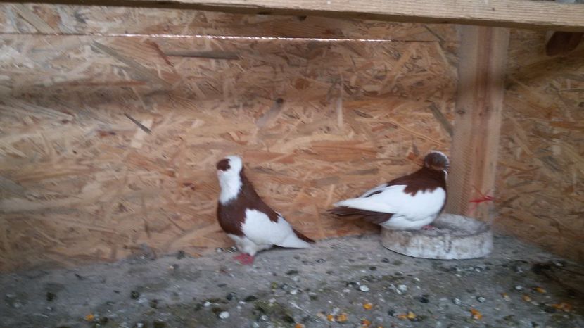  - Jucatori de kiskunfelegyhaza