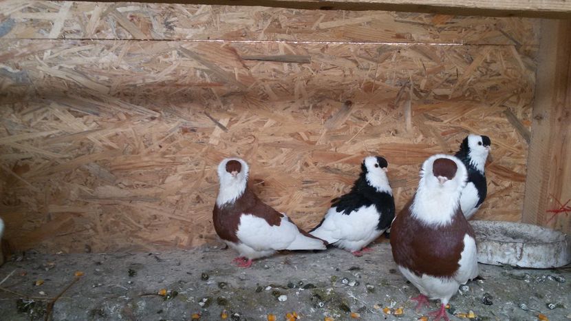  - Jucatori de kiskunfelegyhaza