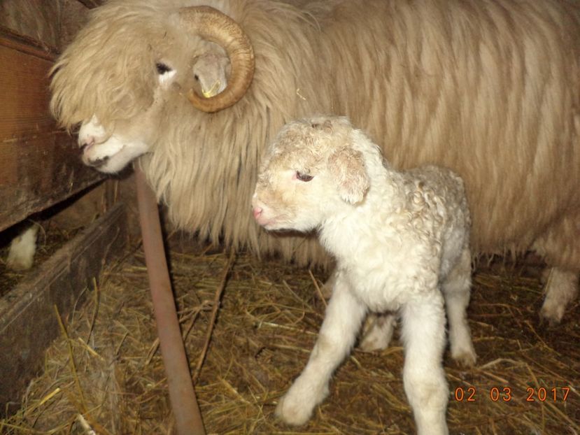  - Productia De Miei 2017