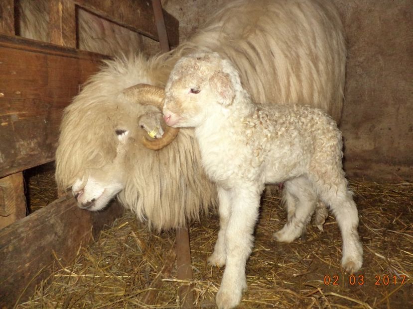  - Productia De Miei 2017