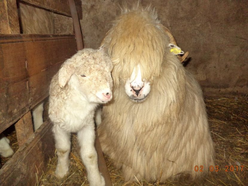  - Productia De Miei 2017