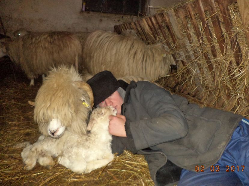  - Productia De Miei 2017