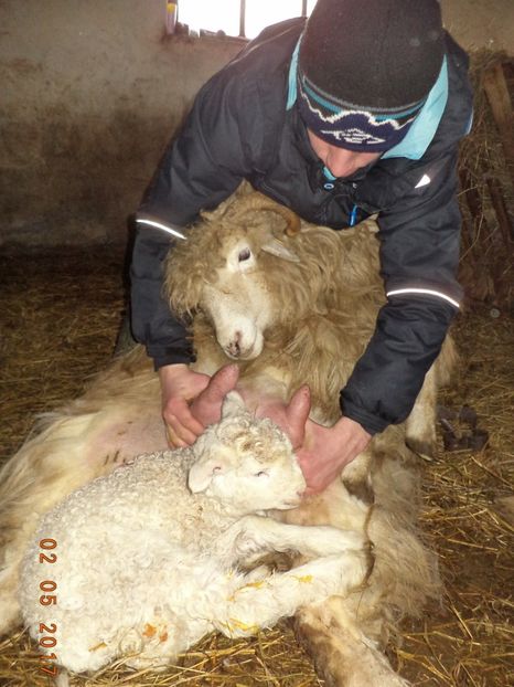  - Productia De Miei 2017