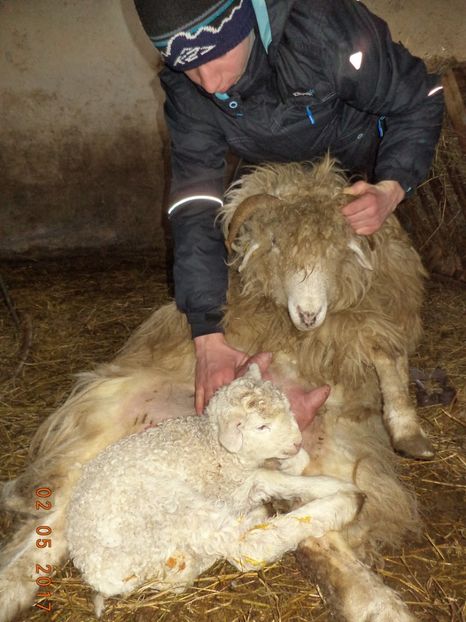  - Productia De Miei 2017