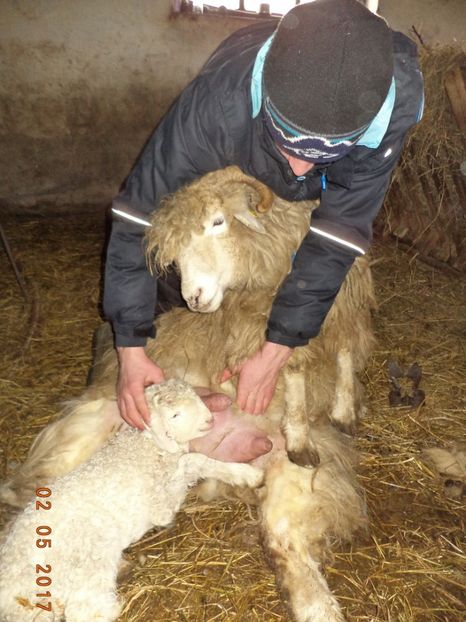  - Productia De Miei 2017