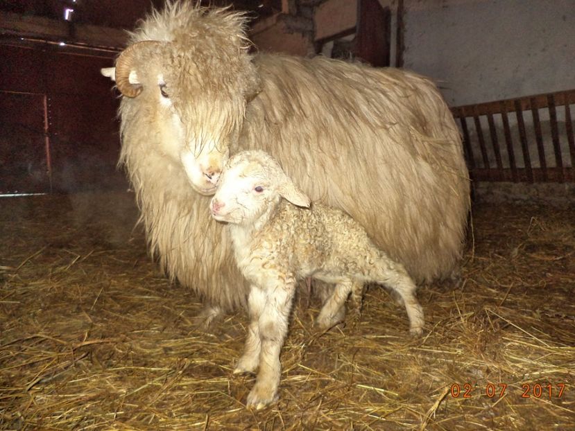  - Productia De Miei 2017