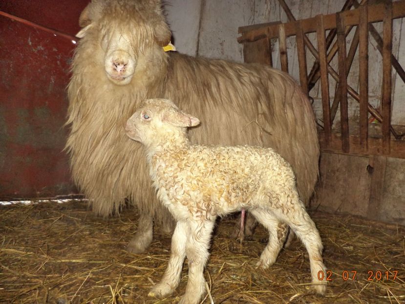  - Productia De Miei 2017