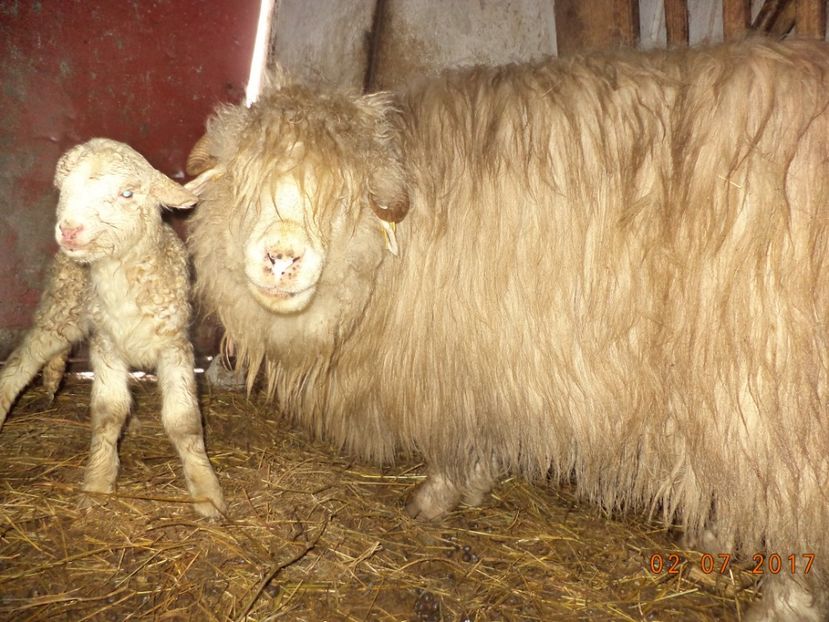  - Productia De Miei 2017