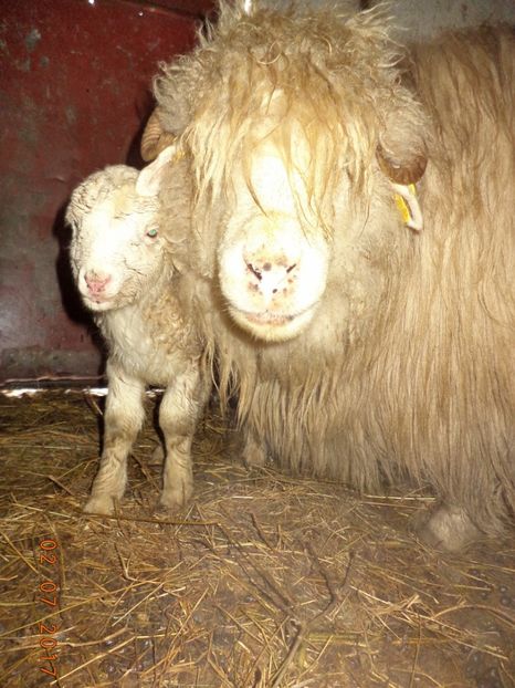  - Productia De Miei 2017