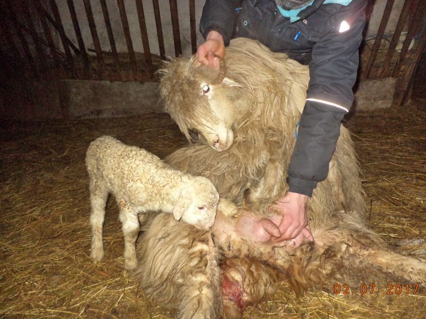  - Productia De Miei 2017