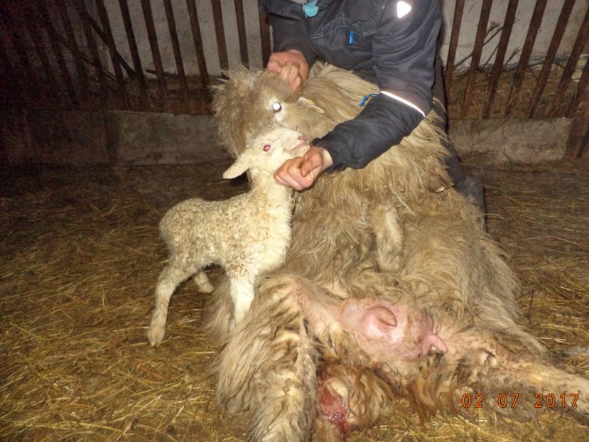  - Productia De Miei 2017