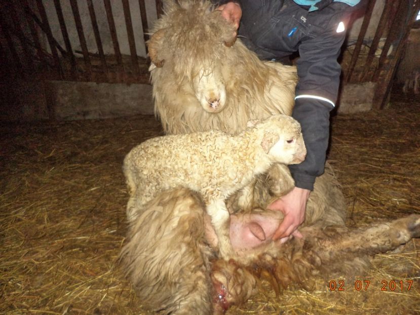  - Productia De Miei 2017