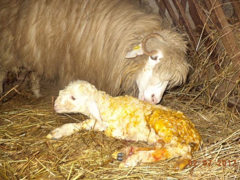  - Productia De Miei 2017