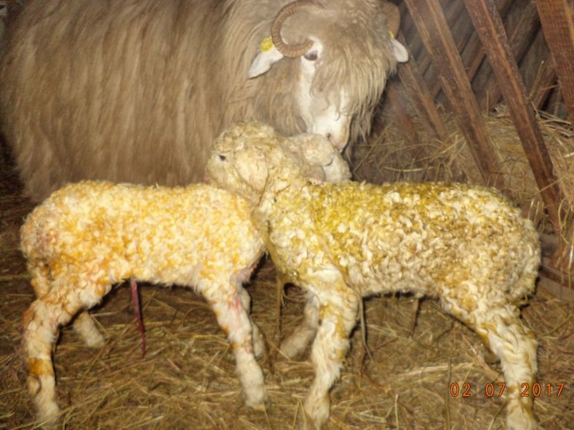  - Productia De Miei 2017