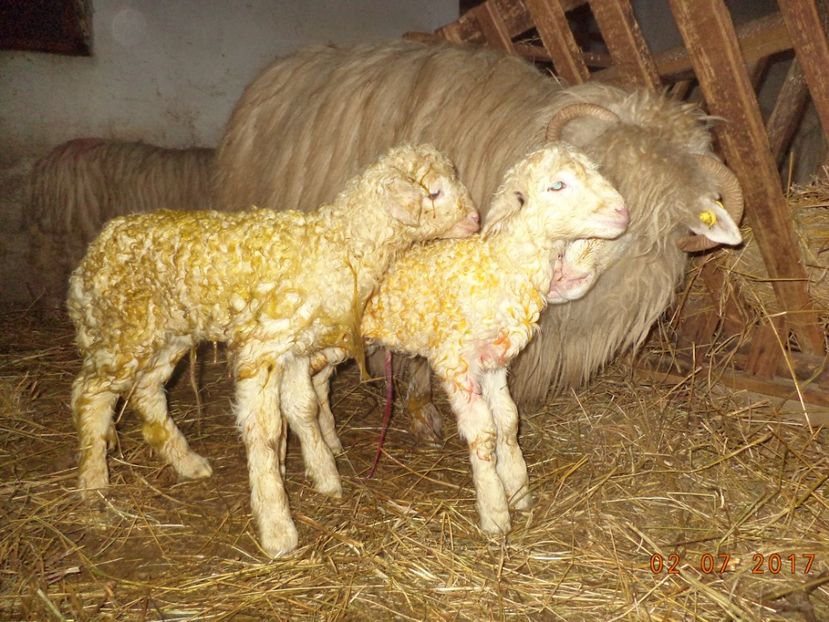  - Productia De Miei 2017