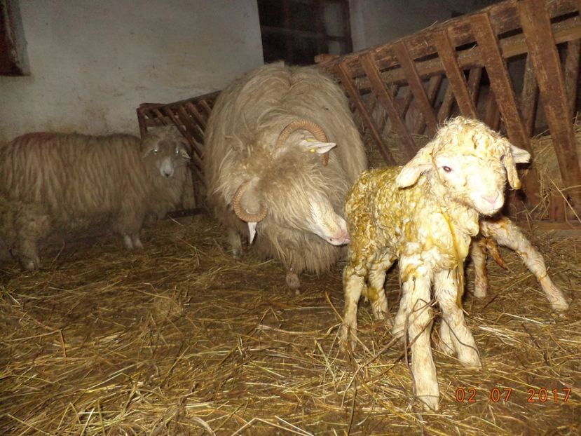  - Productia De Miei 2017