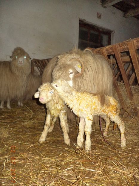  - Productia De Miei 2017