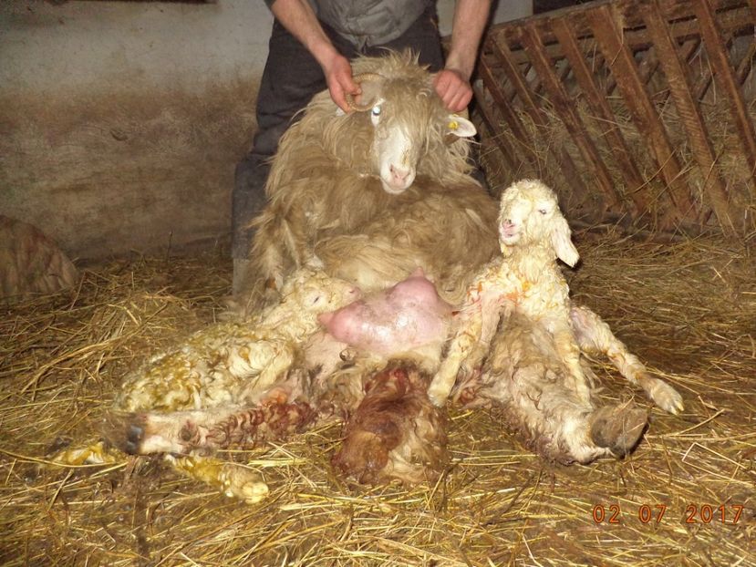  - Productia De Miei 2017