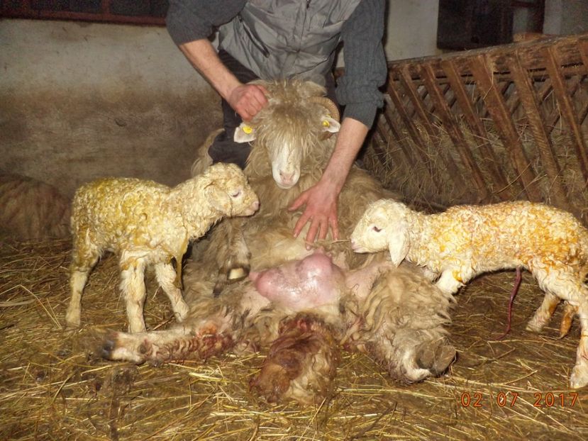  - Productia De Miei 2017