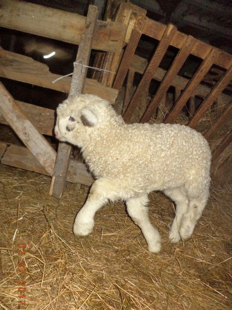  - Productia De Miei 2017