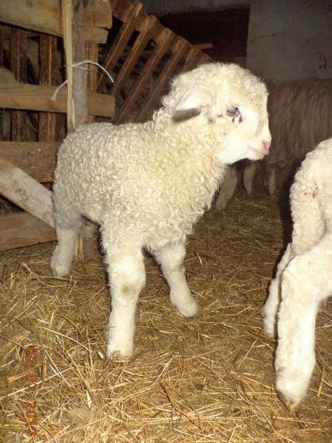  - Productia De Miei 2017