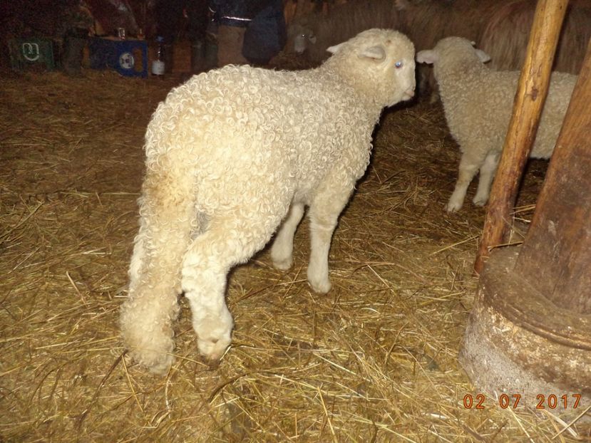  - Productia De Miei 2017