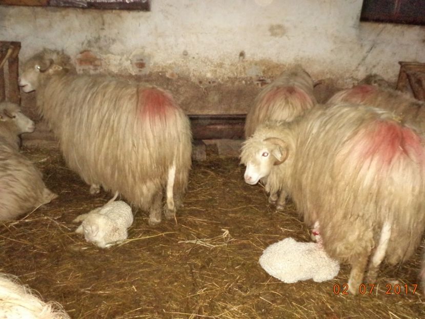  - Productia De Miei 2017