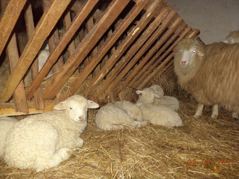  - Productia De Miei 2017