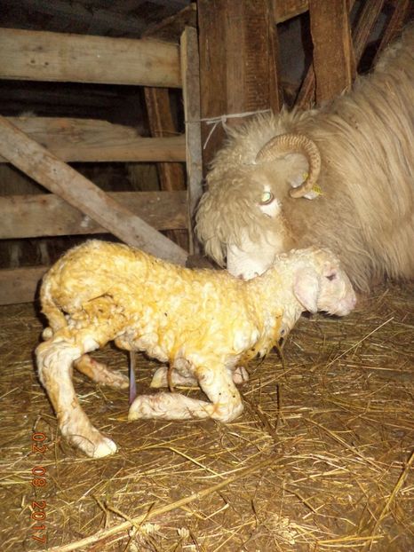  - Productia De Miei 2017