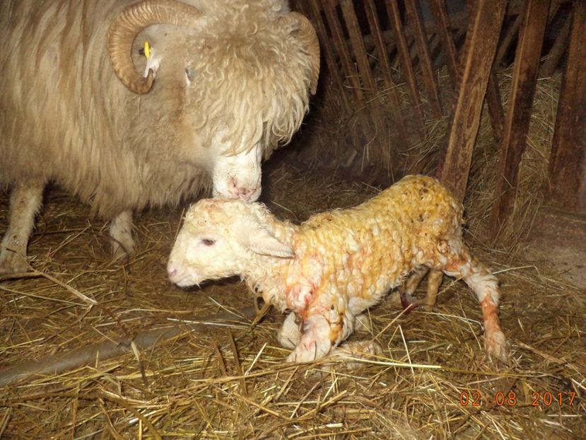  - Productia De Miei 2017