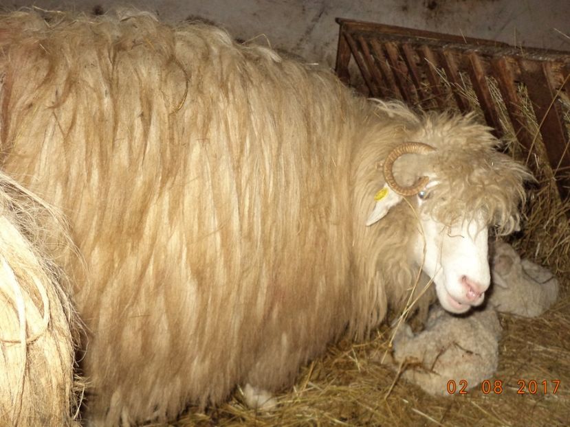  - Productia De Miei 2017