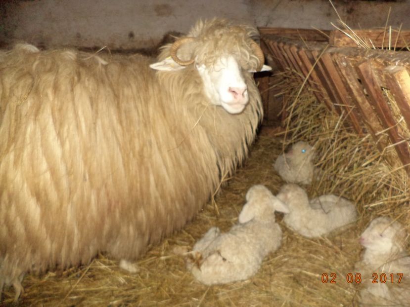  - Productia De Miei 2017