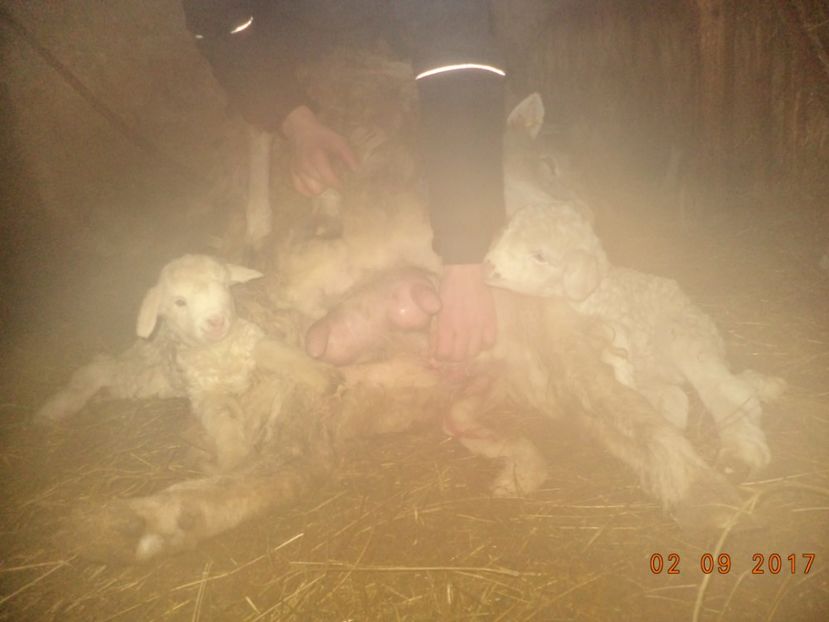  - Productia De Miei 2017