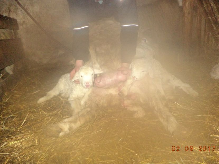  - Productia De Miei 2017