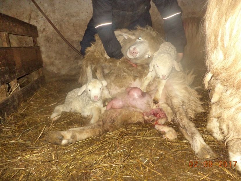  - Productia De Miei 2017