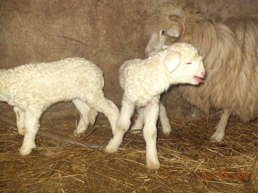  - Productia De Miei 2017