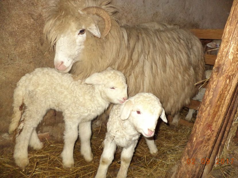  - Productia De Miei 2017