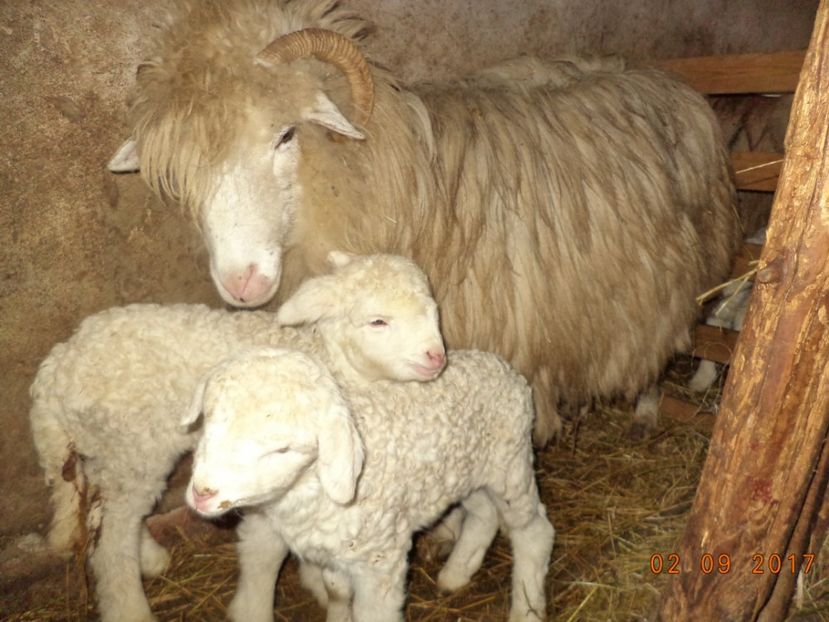  - Productia De Miei 2017