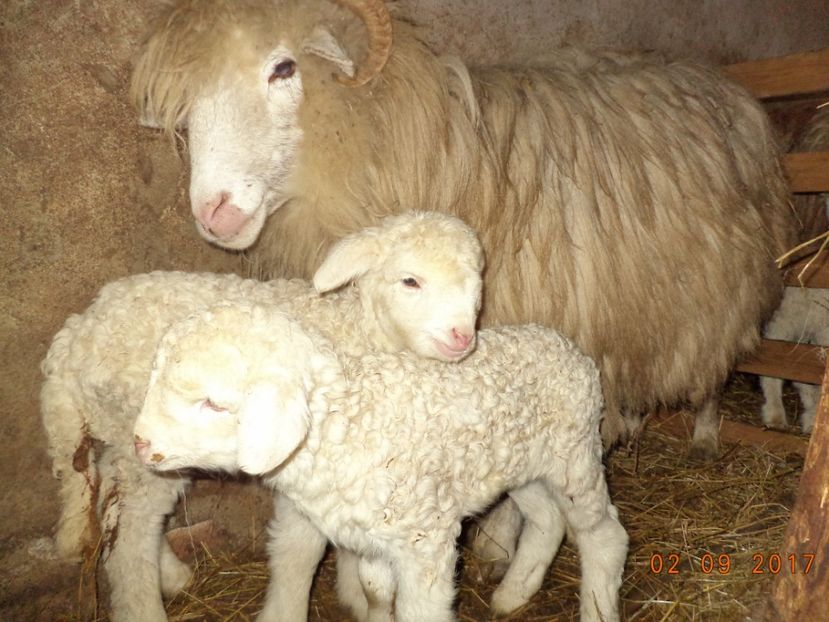  - Productia De Miei 2017