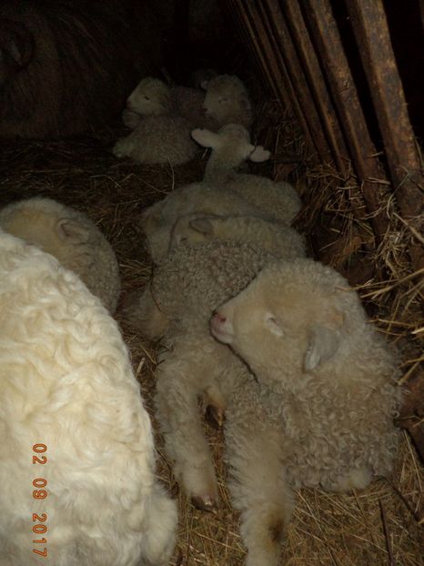  - Productia De Miei 2017