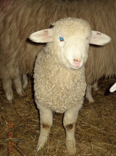  - Productia De Miei 2017