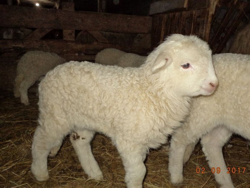  - Productia De Miei 2017