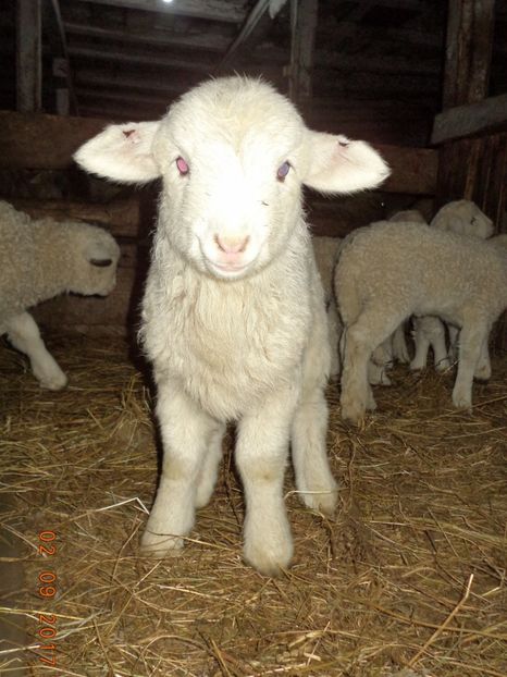  - Productia De Miei 2017