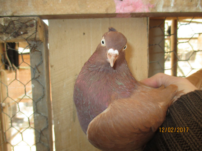  - Z ARHIVA ZBURATOR DE BELGRAD