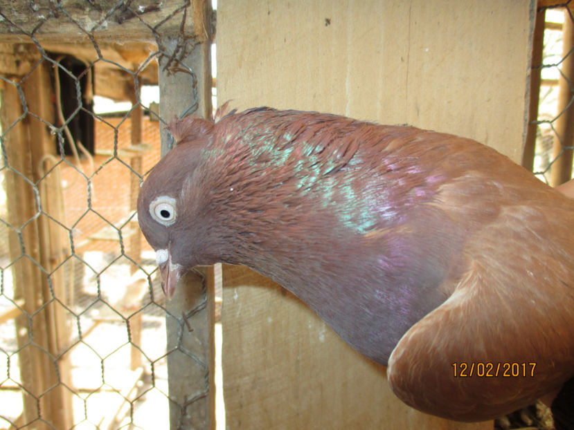  - Z ARHIVA ZBURATOR DE BELGRAD