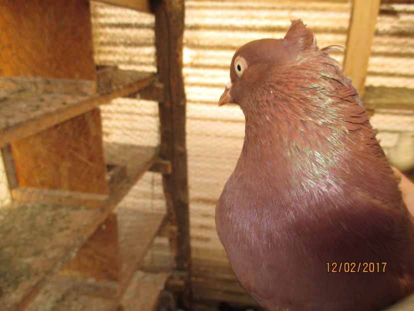  - Z ARHIVA ZBURATOR DE BELGRAD