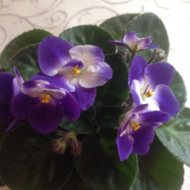 image - violete