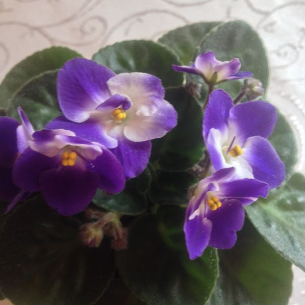 image - violete