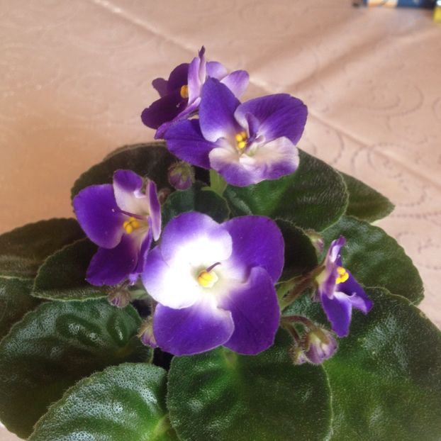 image - violete