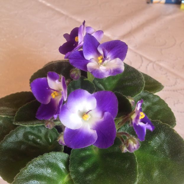 image - violete
